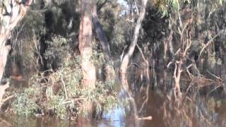 preview picture of video 'Broken River Drive, Shepparton - river in flood.'