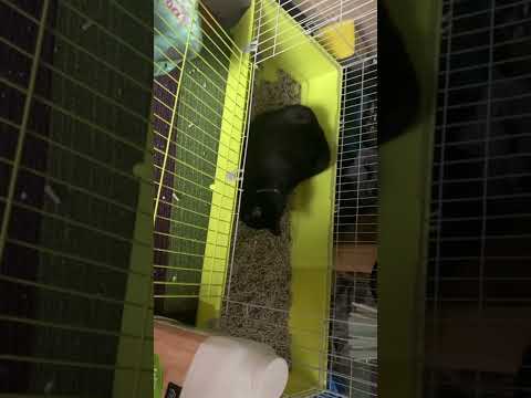 Cat went in Guinea pig cage