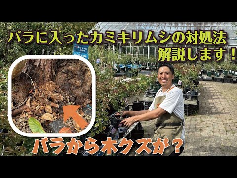 ラズベリーが変形している、乾燥している、または腐っている