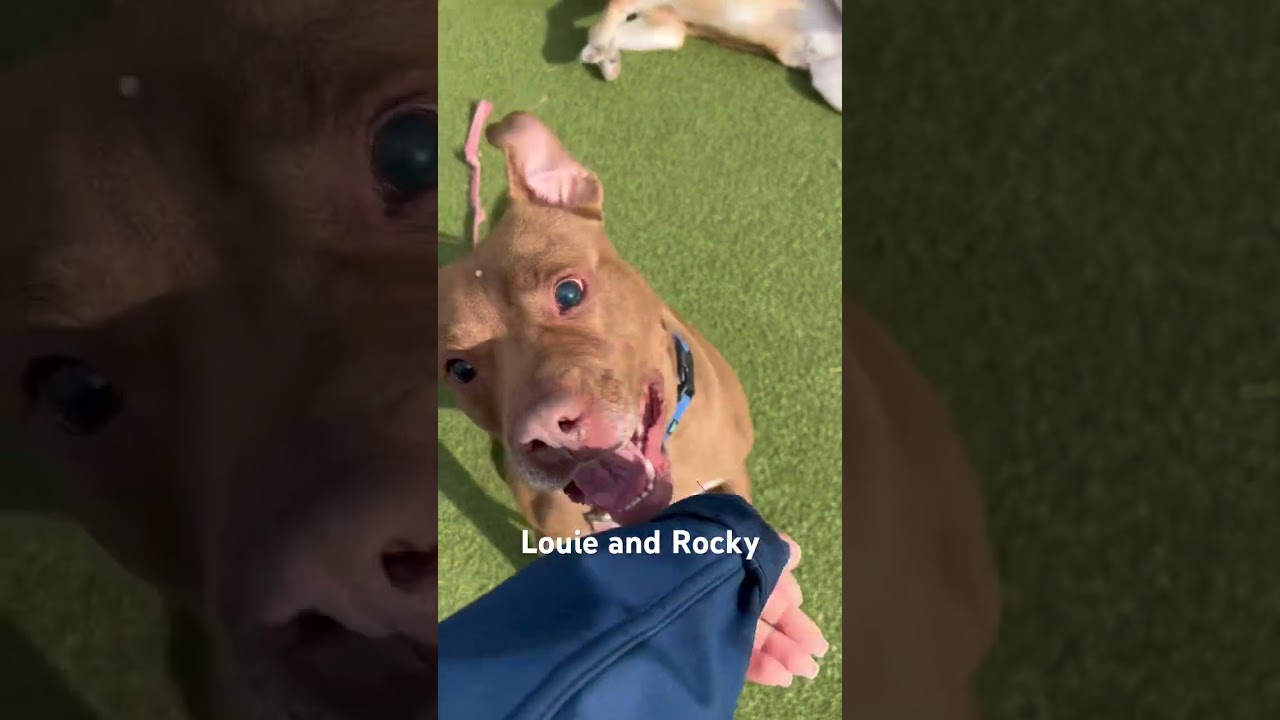 Enlarge Rocky, a Adoptable Mixed Breed in Hampton Bays, NY video 6/6