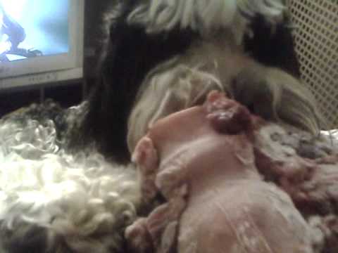 download lagu mp3 mp4 Bone Freezer, download lagu Bone Freezer gratis, unduh video klip Bone Freezer