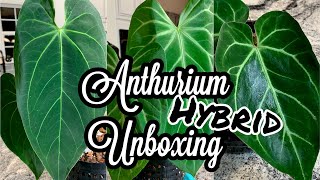 Anthurium Hybrid Unboxing | Laksa Plants Seller