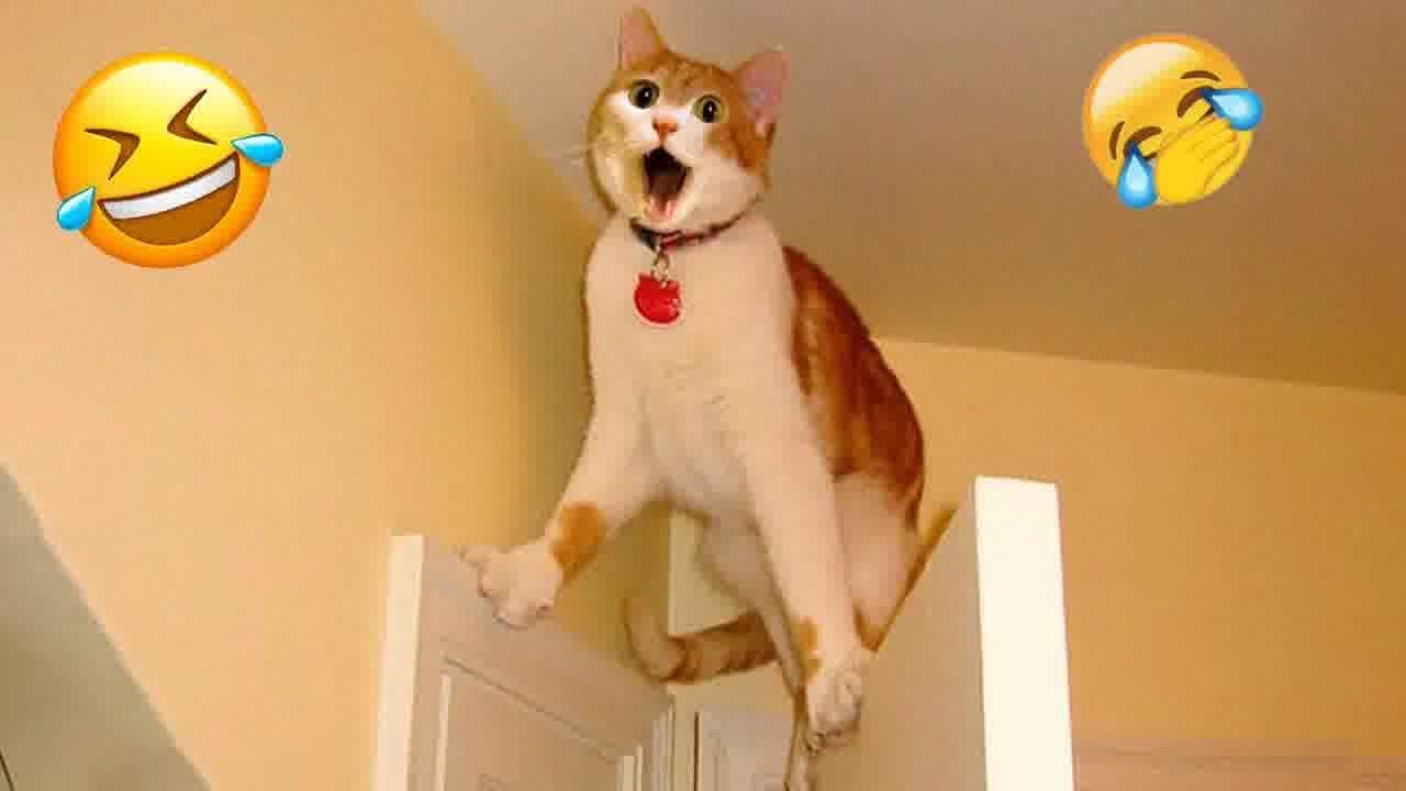 The Most Dramatic Dogs and cats are Waiting for You here!😹🐕FUNNIEST Animal Videos 2024😉