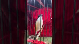 Download lagu Cendet nembak lovebird berulang ulang gacor dikasih voer nembaxx mp3