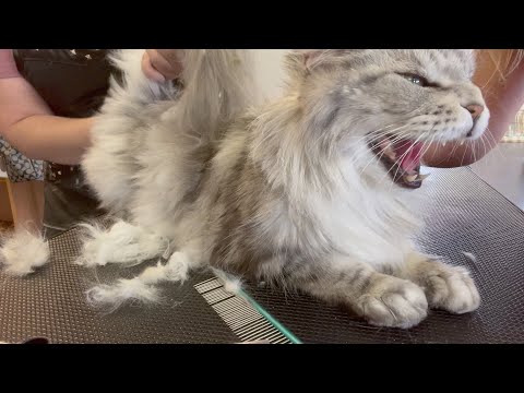 Dakota The Growling Cat | Maine Coon | Graffiti Grooming