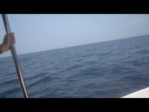 Blue whales whilst out scuba diving today! Taprobane Divers Trincomalee Sri Lanka!