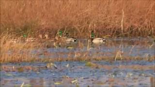 preview picture of video 'Mallards at Pocosin Lakes'