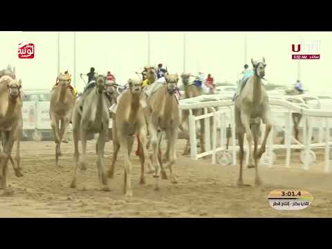 ش 3 (عبير) لـ فهيد سالم بن علي حمد الانقح 7:34:64 , مهرجان ختامي الشحانية 2026/04/21 لقايا