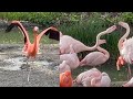 Flamingo Showing Off And Flamingos Fighting