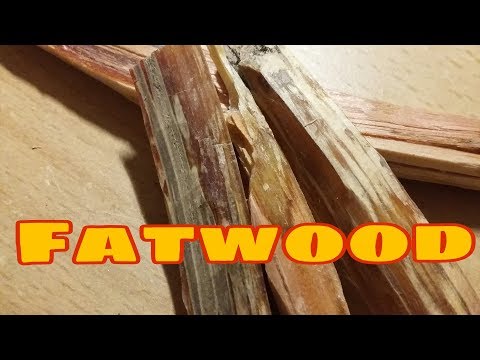 Kienspanen / Gold des Waldes