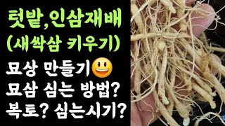 텃밭,인삼재배(새싹삼 키우기)???? 묘상 만들기???? 배양토 만들기???? 묘삼 심는방법? 복토? 심는 …