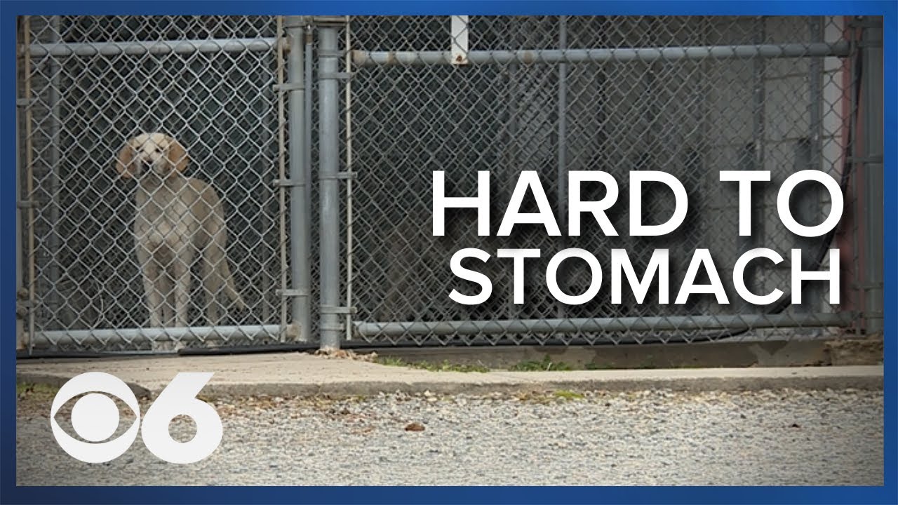 Virginia animal shelter could face criminal charges