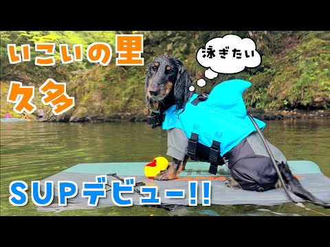 イングリッシュシュプリンゲルスパニエル