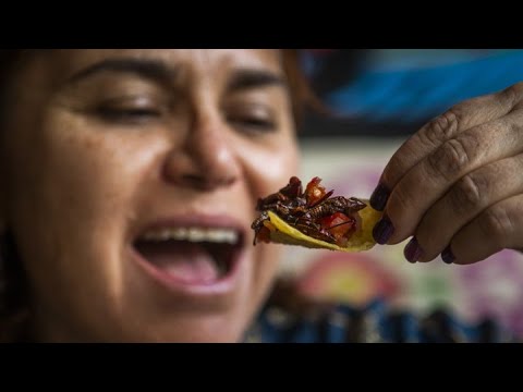 A SIDE OF GRASSHOPPERS? Mexican restaurant offers a traditional source of protein
