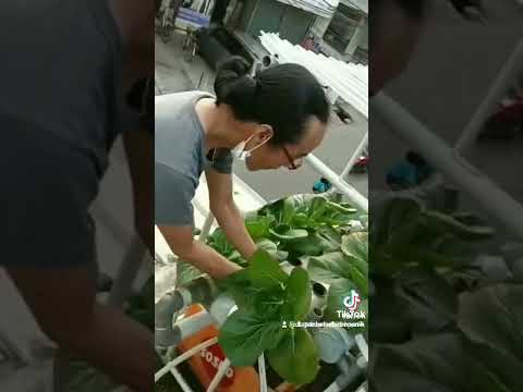 mampir yukk ke toko dan kebun 18 hidroponik 😍😍🌱🌱