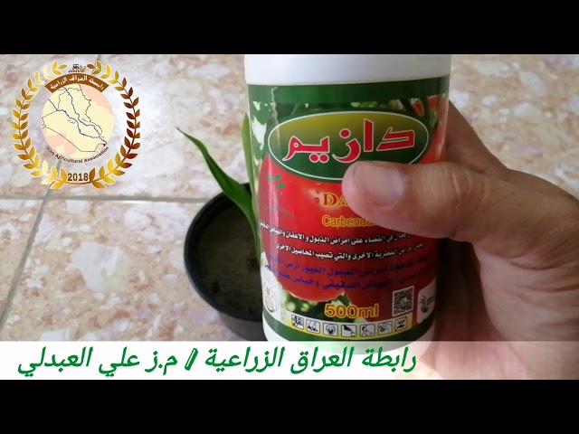 بذور نخيل الموز الكاذب رافينالا