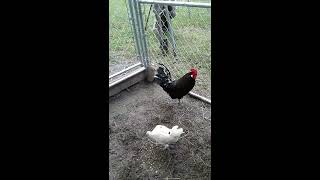 Chicken Coop Adventure