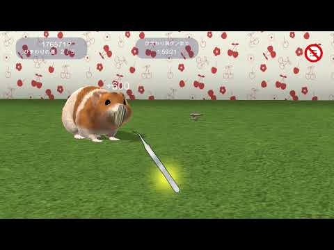 Play with your hamster