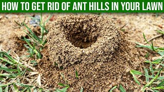 How To Get Rid Of Ant Hills In Your Lawn