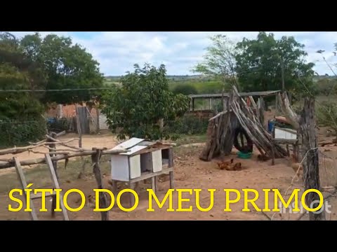 IMAGEM DAS GALINHAS CAIPIRA NO SÍTIO DO MEU PRIMO VALENTE BAHIA. BA