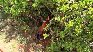 Rooster in Kauai, Hawaii