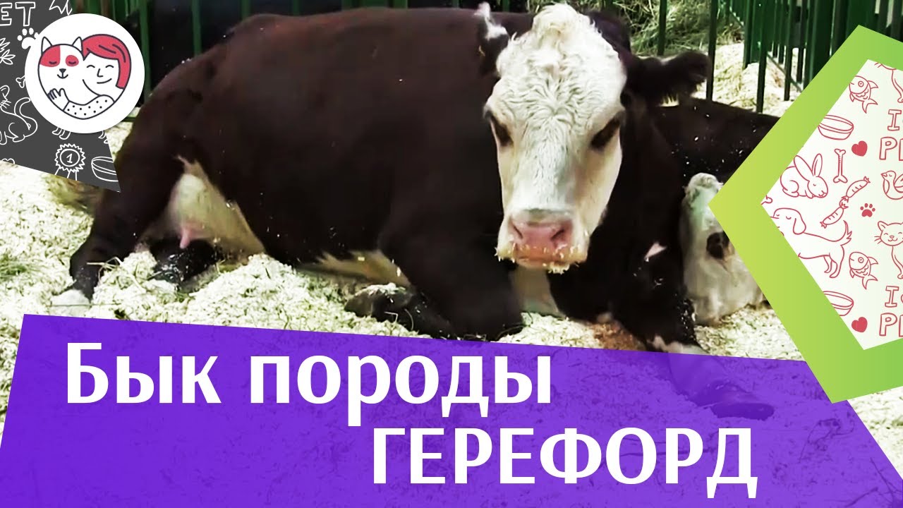 5 особенностей ухода за золотистым ретривером