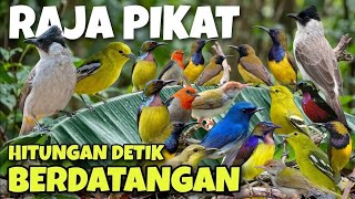 Download lagu Mp3 Suara Pikat Burcil Kombinasi Kutilang Dan Burung Ribut || 100% ampuh mp3 Download lagu Mp3 Suara Pikat Burcil Kombinasi Kutilang Dan Burung Ribut || 100% ampuh mp3