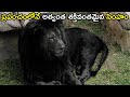 ప్రపంచంలో అత్యంత ప్రత్యేకమైన సింహాల�