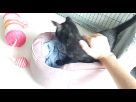 Palavi aime les caresses, Aidofélins Maisons-Laffitte (78)