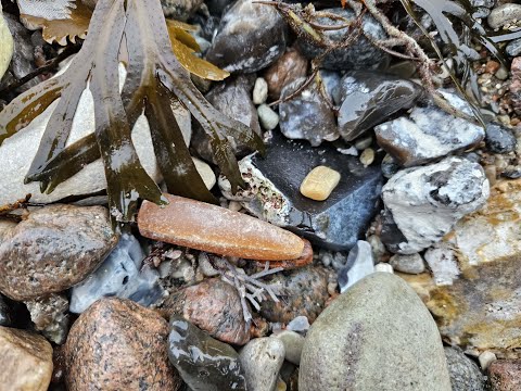 Fossilien der Ostsee (4) Der erste Bernstein?