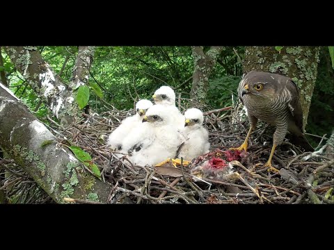 Sparrowhawk nest - from egg to first flight / ハイタカの巣 / 새매