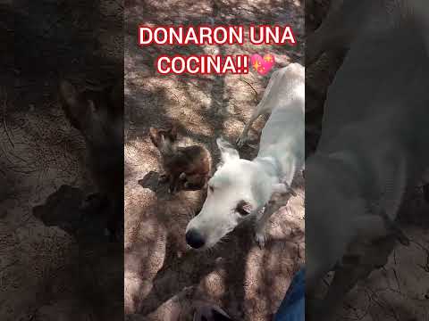 DONARON UNA COCINA!! 💖#formosa #pirane #argentina #solidaridad #ayuda #mascotas #perros