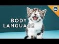 6 Things Your Cat is Saying to You 