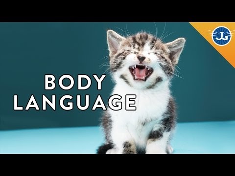 あなたの猫があなたに言っている6つのこと (6 Things Your Cat is Saying to You)