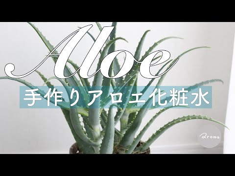 給水ジェルの作り方は？外出中に植物に水分を与えるためのその他の 2 つの方法をすべてお伝えします。  庭園