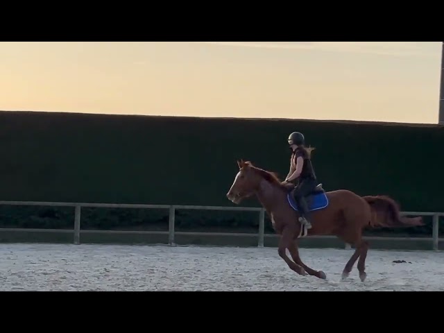 Jument 6 ans selle fran&ccedil;ais originel