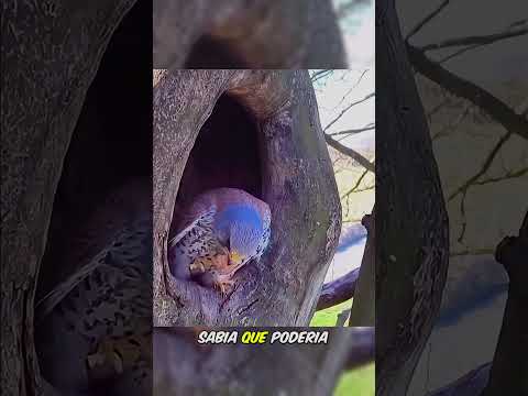 A Vingança Da Mamãe Gavião