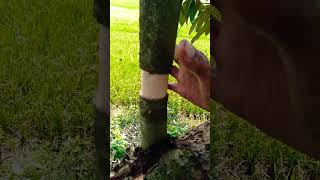 Download lagu 1000X faster if you graft durian onto an old stem, the advantage is that it will bear fruit faster mp3