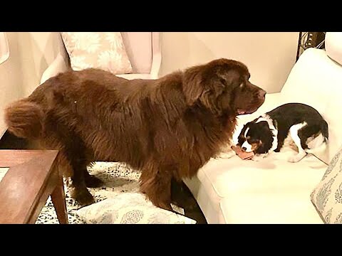 Newfoundland on the case when puppy steals little girl's glove