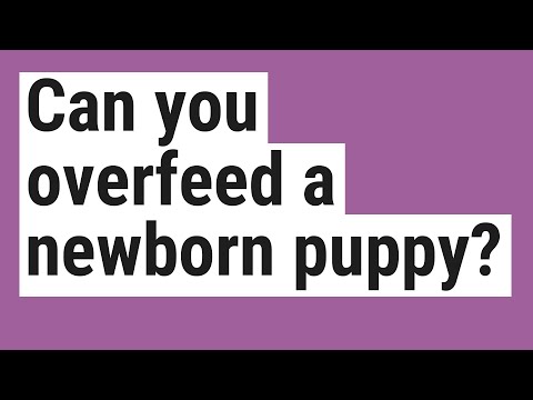 Can you overfeed a newborn puppy?