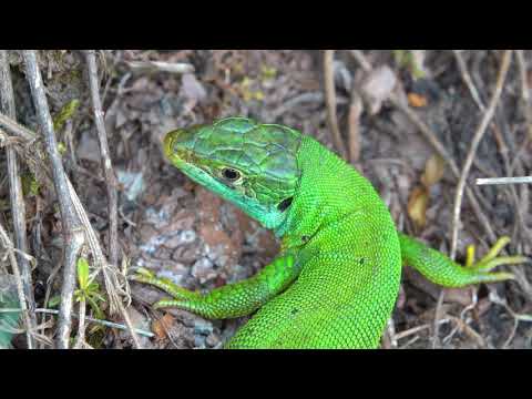 Jašterica veľká západná (Lacerta bilineata) — Western Green Lizard, 4K video Moseltal Nemecko