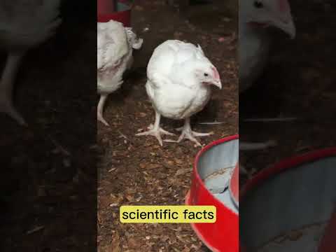 Broiler Chicken Farming broilerchicken poultryfarming chicken poultrymanagement