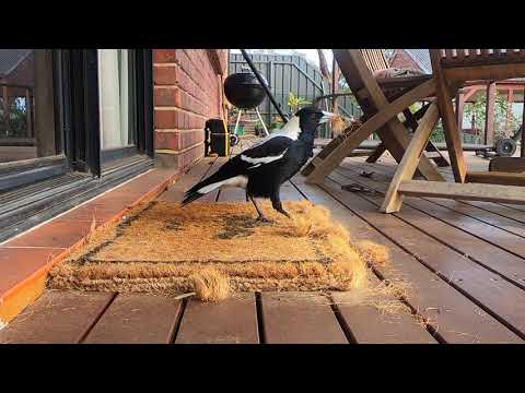 Magpie vs Door Mat