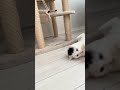 ひよこに逃げられる