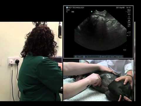 IMV imaging Abdominal Ultrasound Video 8 - Ultrasound exam of the abdominal GI tract