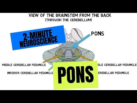 2-Minute Neuroscience: Pons