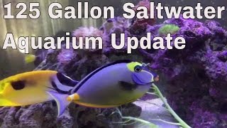 125 gallon saltwater aquarium full update : rotter tube reef