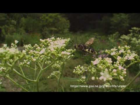 ミズアブの飛翔　100倍スローモーション