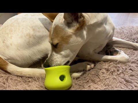 QUICK Breakfast West Paw TOPPL | DOG TOY #dogtoys #dogtoys #canineenrichment