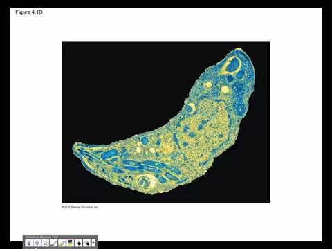 Campbell Biology Chapter 4 part 1